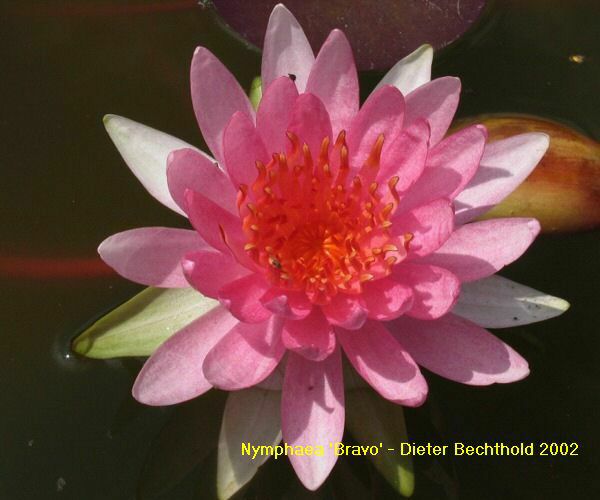 Nymphaea 'Bravo'